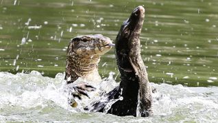 Bindenwarane halten sich besonders gern im Wasser auf. (Archivbild)